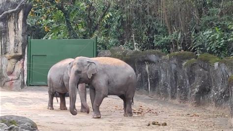 大象噴水|台北市立動物園大象很享受，洗澡、玩水、噴水花樣百。